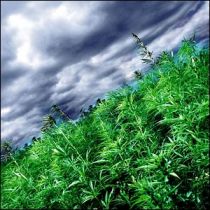 Благодаря фотосъемке, сделанной со спутника, обнаружена плантация марихуаны, спрятанная посреди кукурузного поля