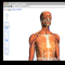 3D анатомия от Google