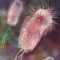 Кишечная палочка  Escherichia coli 
